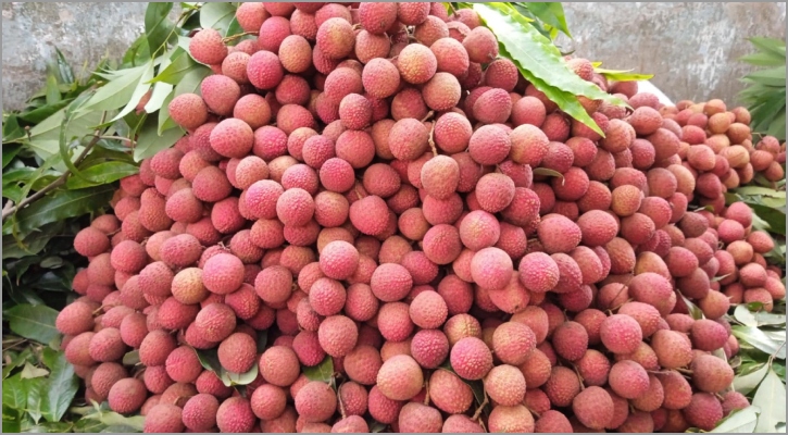জিআই স্বীকৃতি পেল দিনাজপুরের বেদানা লিচু